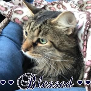 Meet your Posher, Lynnetta